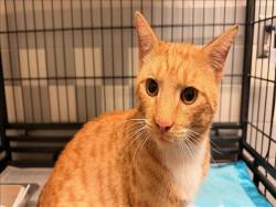 Shelter Stray Male Cat last seen , 957 N Gaffey St, San Pedro, CA 90731, USA