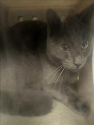 Shelter Stray Unknown Cat last seen , 957 N Gaffey St, San Pedro, CA 90731, USA