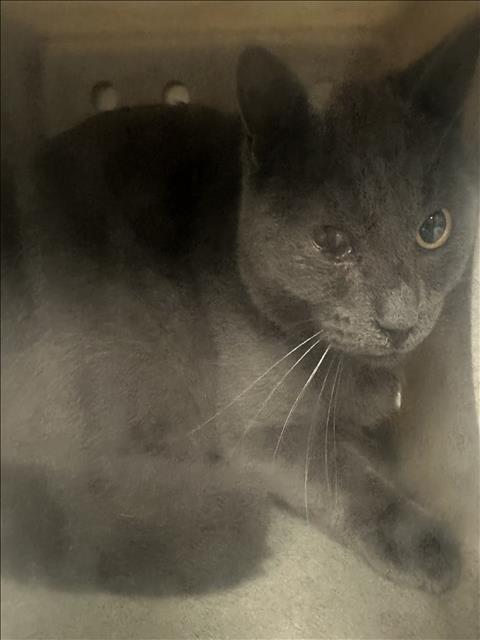 Shelter Stray Unknown Cat last seen , 957 N Gaffey St, San Pedro, CA 90731, USA