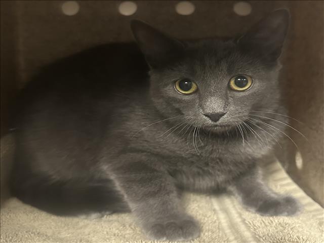 Shelter Stray Unknown Cat last seen , 957 N Gaffey St, San Pedro, CA 90731, USA