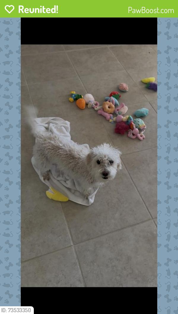Reunited Female Dog last seen May Cir SE, Rio Rancho, NM 87124, USA, Rio Rancho, NM 87124