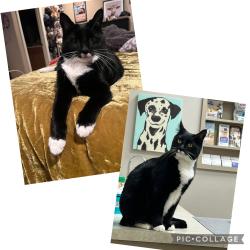 Lost Female Cat last seen Gowan and Austell, Las Vegas, NV 89129