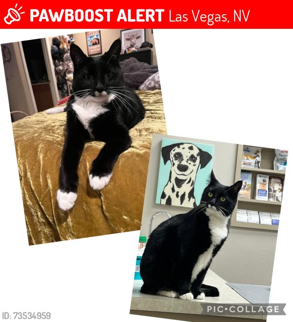 Lost Female Cat last seen Gowan and Austell, Las Vegas, NV 89129
