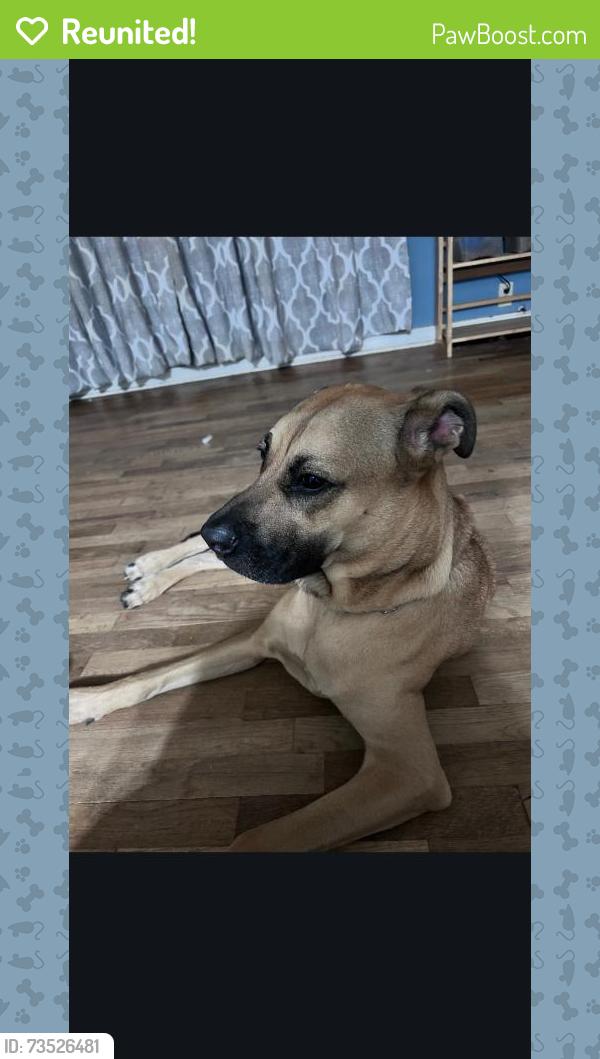 Reunited Female Dog last seen Jones rd tree farm, Macon, GA 31216