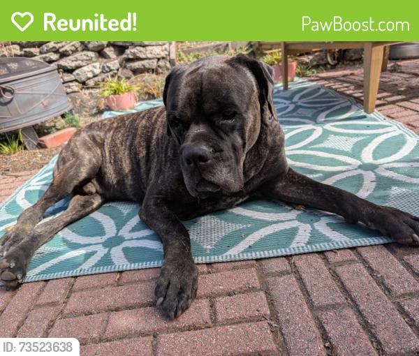Reunited Male Dog last seen Alvarado park gazebo, Richmond, CA 94805