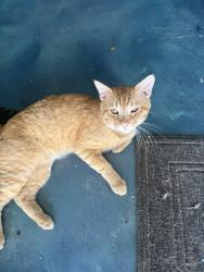 Lost Male Cat last seen Electric and 49th, San Bernardino, CA 92407