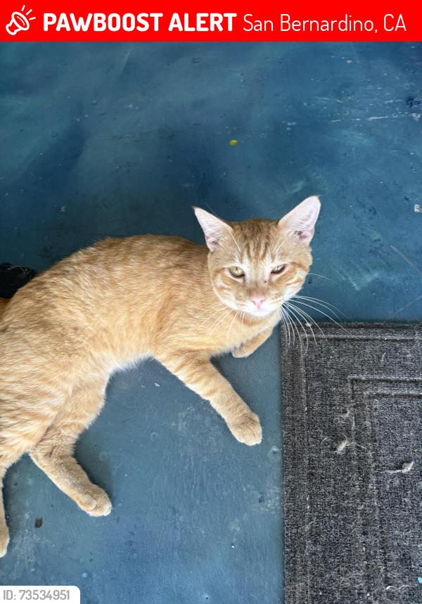 Lost Male Cat last seen Electric and 49th, San Bernardino, CA 92407