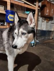 Reunited Female Dog last seen Near NW Vaughn St, Portland, OR 97210, Portland, OR 97210