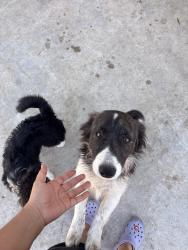 Lost Male Dog last seen Bloomington Ave, olive st, valley blvd, Bloomington, CA 92316