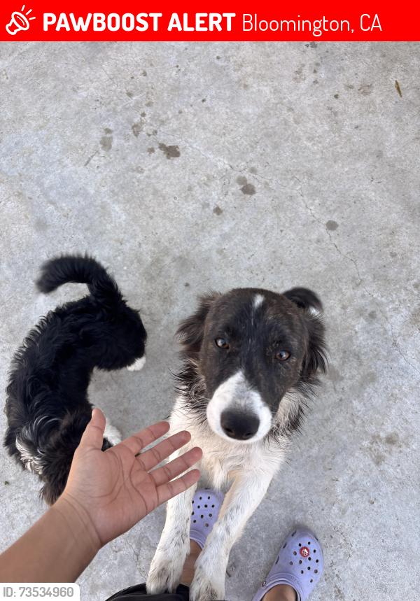 Lost Male Dog last seen Bloomington Ave, olive st, valley blvd, Bloomington, CA 92316