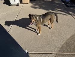 Reunited Female Dog last seen Elkhorn and Tule Springs, North Las Vegas, NV 89084