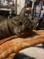Reunited Male Cat last seen N 13th St and Julian street, San Jose, CA 95112