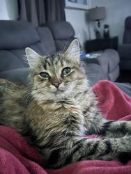 Reunited Female Cat last seen Jefferson, Woodlyn, PA 19094