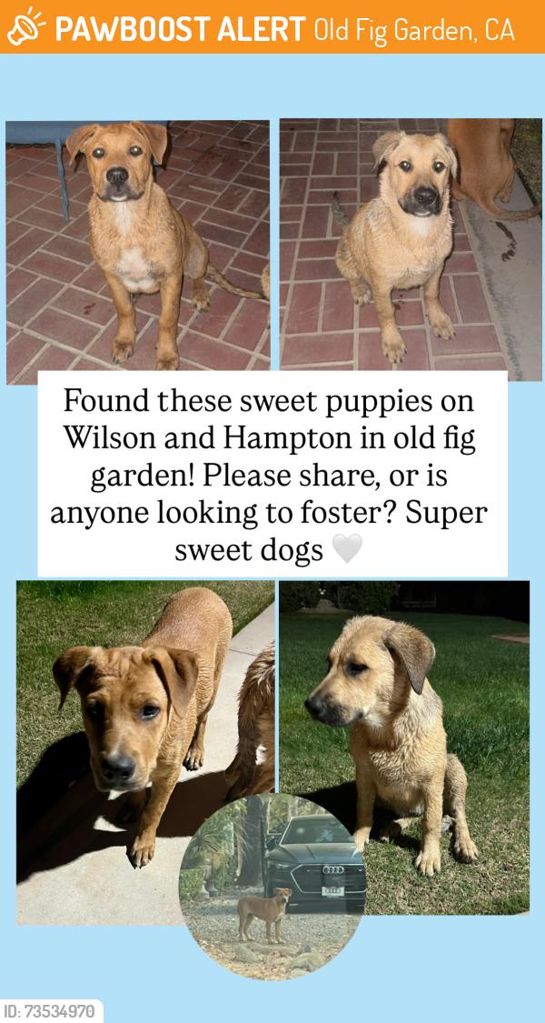 Found/Stray Male Dog last seen Wilson and Hampton Fresno CA, Old Fig Garden, CA 93704