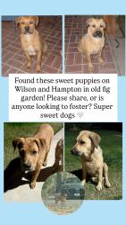 Found/Stray Male Dog last seen Wilson and Hampton Fresno CA, Old Fig Garden, CA 93704