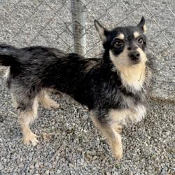 Shelter Stray Male Dog last seen Near Ivy Dr, Oakland, CA, 1101 29th Ave, Oakland, CA 94601, USA