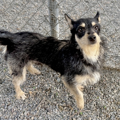 Shelter Stray Male Dog last seen Near Ivy Dr, Oakland, CA, 1101 29th Ave, Oakland, CA 94601, USA