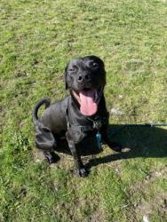Shelter Stray Male Dog last seen 26-B07639 895 Nevitt Rd burlington 98233, ACO-BURLINGTON, WA, 18911 Kelleher Rd, Burlington, WA 98233, USA