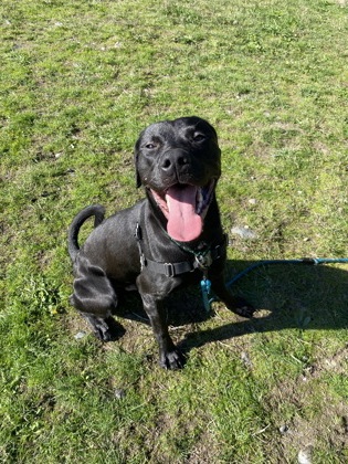 Shelter Stray Male Dog last seen 26-B07639 895 Nevitt Rd burlington 98233, ACO-BURLINGTON, WA, 18911 Kelleher Rd, Burlington, WA 98233, USA