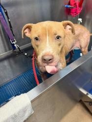 Shelter Stray Female Dog last seen Near cindy drive, 30032, GA, 3280 Chamblee Dunwoody Rd, Chamblee, GA 30341, USA