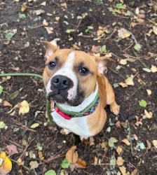 Shelter Stray Male Dog last seen , , GA, 3280 Chamblee Dunwoody Rd, Chamblee, GA 30341, USA