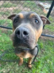 Shelter Stray Female Dog last seen Near Weems Rd 7107, 30084, GA, 3280 Chamblee Dunwoody Rd, Chamblee, GA 30341, USA
