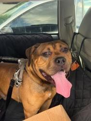 Shelter Stray Male Dog last seen Near Bellflower Ct. Stone mountain, GA 30088, 30088, GA, 3280 Chamblee Dunwoody Rd, Chamblee, GA 30341, USA