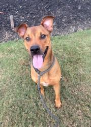 Shelter Stray Male Dog last seen Near peachtree ind blvd, 30360, GA, 3280 Chamblee Dunwoody Rd, Chamblee, GA 30341, USA
