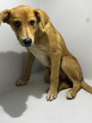 Shelter Stray Male Dog last seen Near Plainville Circle, Atlanta, GA, 1251 Fulton Industrial Blvd NW, Atlanta, GA 30336, USA