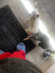 Lost Female Dog last seen Rumrill, San Pablo, CA 94806