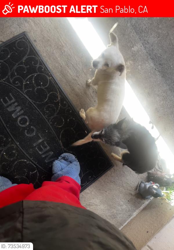 Lost Female Dog last seen Rumrill, San Pablo, CA 94806