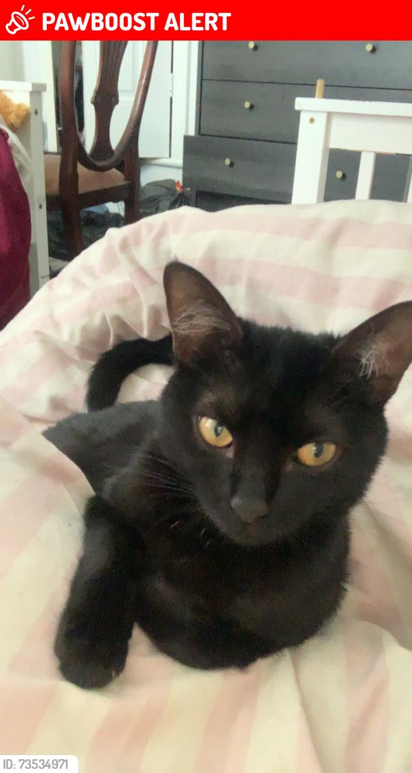 Lost Female Cat last seen Magpie hall road, Medway, England ME4 5NE