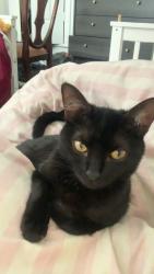 Lost Female Cat last seen Magpie hall road, Medway, England ME4 5NE