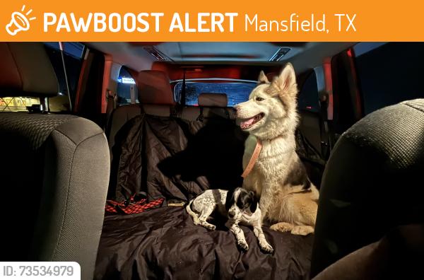 Found/Stray Unknown Dog last seen US 287 exit 4 way stop behind cinemark, Mansfield, TX 76063