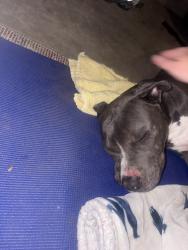 Found/Stray Male Dog last seen May 47th, Oklahoma City, OK 73112