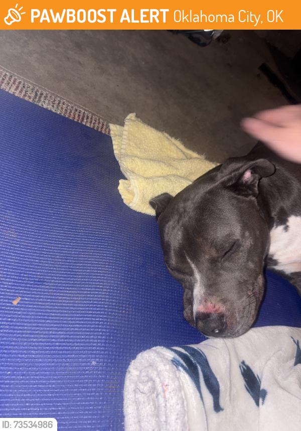 Found/Stray Male Dog last seen May 47th, Oklahoma City, OK 73112