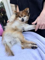 Lost Female Dog last seen Anderson Road, Alameda, CA, Alameda, CA 94502