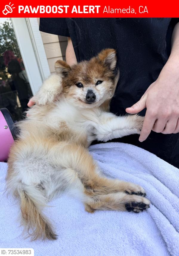 Lost Female Dog last seen Anderson Road, Alameda, CA, Alameda, CA 94502