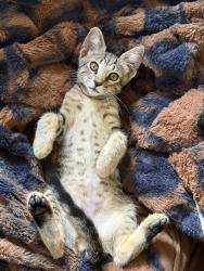 Lost Male Cat last seen Behind the elementary school, San Antonio, TX 78244