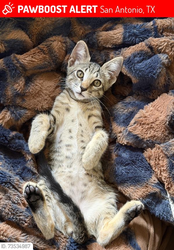 Lost Male Cat last seen Behind the elementary school, San Antonio, TX 78244