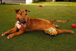 Shelter Stray Male Dog last seen Near 54 Street, San Diego, CA, 92105, 5500 Gaines St, San Diego, CA 92110, USA