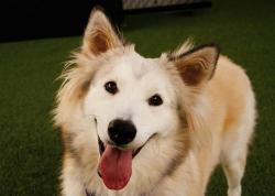 Shelter Stray Female Dog last seen Near El Prado, San Diego, CA, 92101, 5500 Gaines St, San Diego, CA 92110, USA