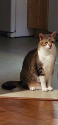 Lost Male Cat last seen Baptist Church Camp, Martinsville, IN 46151