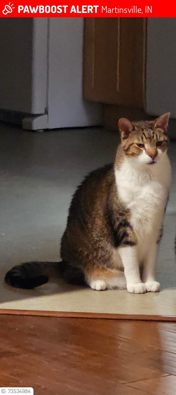Lost Male Cat last seen Baptist Church Camp, Martinsville, IN 46151