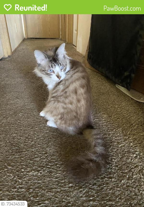 Reunited Female Cat last seen Bethel/edison, Eugene, OR 97402
