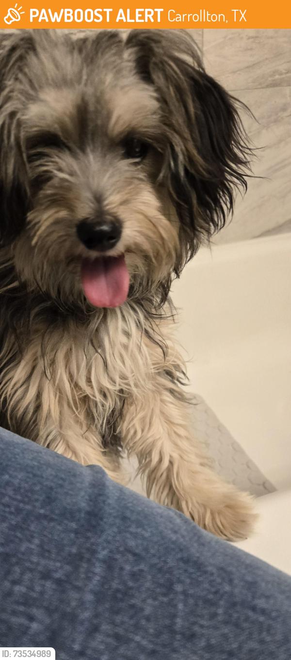 Found/Stray Female Dog last seen S Maryland st and Francis st, Carrollton, TX 75006