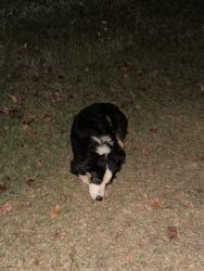 Found/Stray Male Dog last seen Old Furnace Rd and Blalock Rd, Boiling Springs, SC 29316