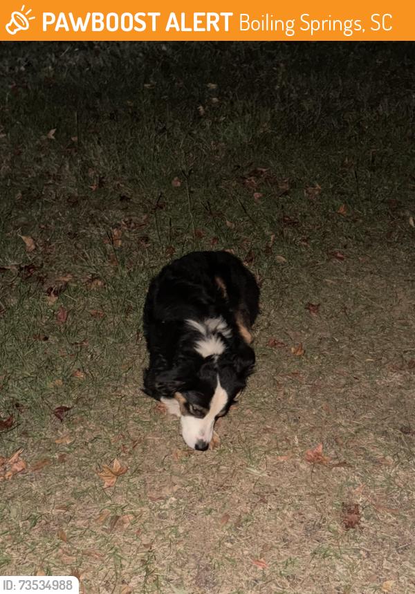Found/Stray Male Dog last seen Old Furnace Rd and Blalock Rd, Boiling Springs, SC 29316