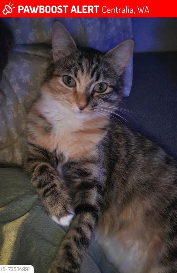 Lost Female Cat last seen North L st, Centralia, WA 98531