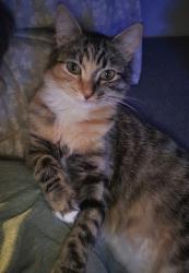 Lost Female Cat last seen North L st, Centralia, WA 98531